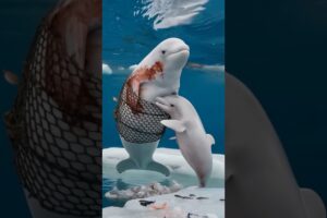 Touching video Baby dolphin seeks sailor's help to rescue injured mother trapped in net.#dolphins