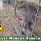 Traumatized baby monkeys finally get moms