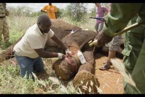 Treating a Snared Bull Elephant | Sheldrick Trust