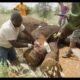 Treating a Snared Bull Elephant | Sheldrick Trust