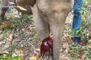 Treating a baby elephant with a injured leg due to a trap | wild animal rescue videos