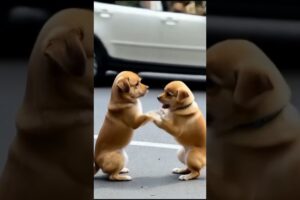 Two Cute Puppies are dancing in the street #dog #puppy #puppies #cuteanimal #youtubeshorts #youtube