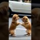 Two Cute Puppies are dancing in the street #dog #puppy #puppies #cuteanimal #youtubeshorts #youtube