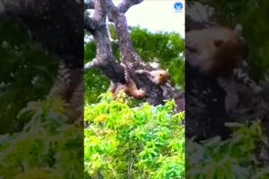 Two leopards playing on a tree 😲😲 | 🌟🌟 Animals action moment 0074 🌟🌟 #leopard #animals #leopards