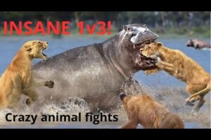 Ultimate Wild Battles: Nature’s Most Intense Animal Fights!