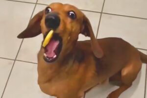 Unexpected Laugh with these Funny Dogs - Best Funniest Dog Videos of The Year