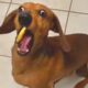 Unexpected Laugh with these Funny Dogs - Best Funniest Dog Videos of The Year