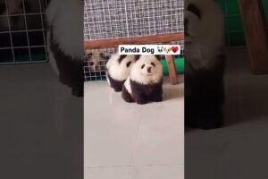 Wait For it ♥️🐼🐶 #panda #pandadog #dog #bhopal #love #puppies #puppyvideos #cuteanimals #cutedogs