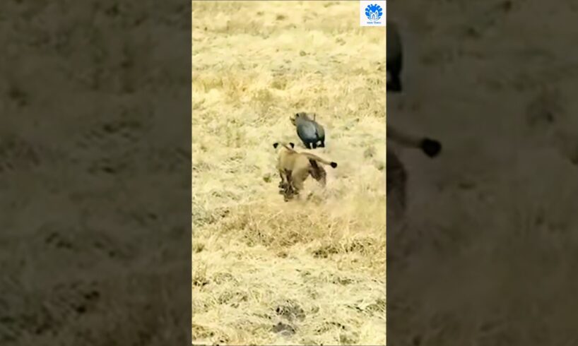 Warthog was faster than Lion 😲😲 | 🌟🌟 Animals action moment 0066 🌟🌟 #lion #animals #warthog