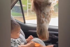 Watch: Giraffe Steals Snack From Baby In Car