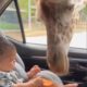 Watch: Giraffe Steals Snack From Baby In Car