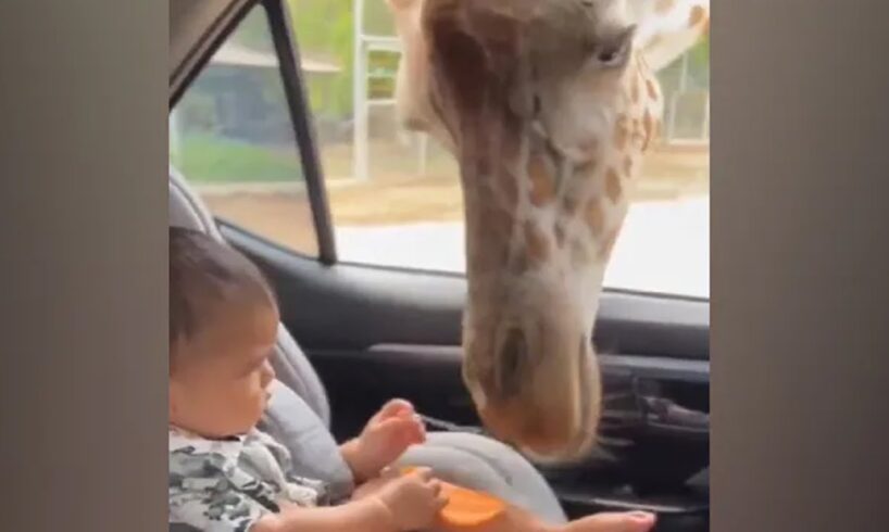 Watch: Giraffe Steals Snack From Baby In Car