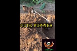 Watching These Cute Puppies Play Is Guaranteed To Make You SMILE. #cat #cute #motivation  #puppy