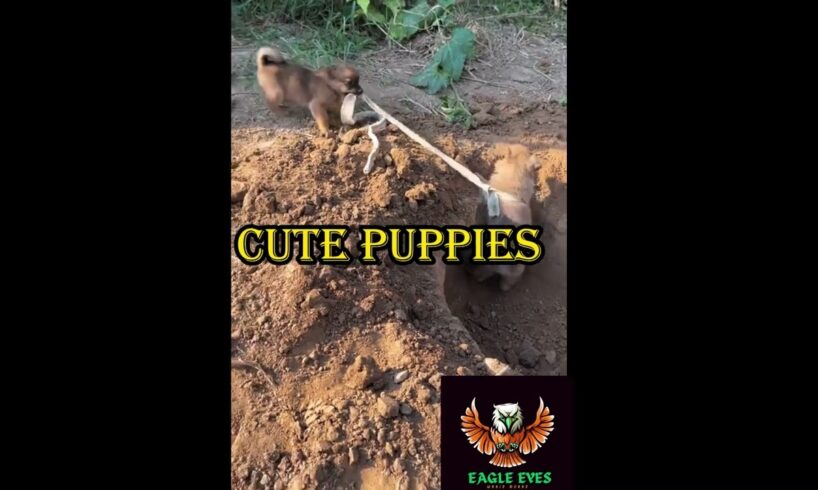 Watching These Cute Puppies Play Is Guaranteed To Make You SMILE. #cat #cute #motivation  #puppy