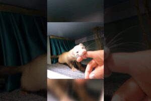 When a ferret wants to show you something: the Series Continues #ferrets #shorts #short #shortvideo