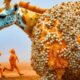 White GIRAFFE Covered in Millions of  Barnacles & Parasites Bee Saved by Heroic Rescue Team rescue.