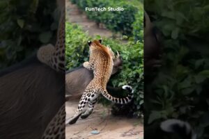 😱Wild Boar Vs Leopard Intense Fight at Tea Garden #animals #animal #shorts #short #wildlife #fight