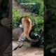 😱Wild Boar Vs Leopard Intense Fight at Tea Garden #animals #animal #shorts #short #wildlife #fight