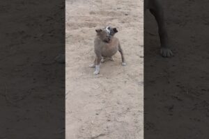 You Don't believe two baby puppies playing with each other #cutepets #animals #funny # pet #puppy