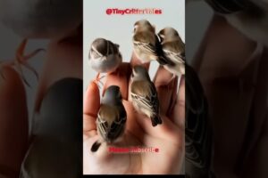 a tiny bird playing on human hand #animals #cuteanimals #tinycreatures