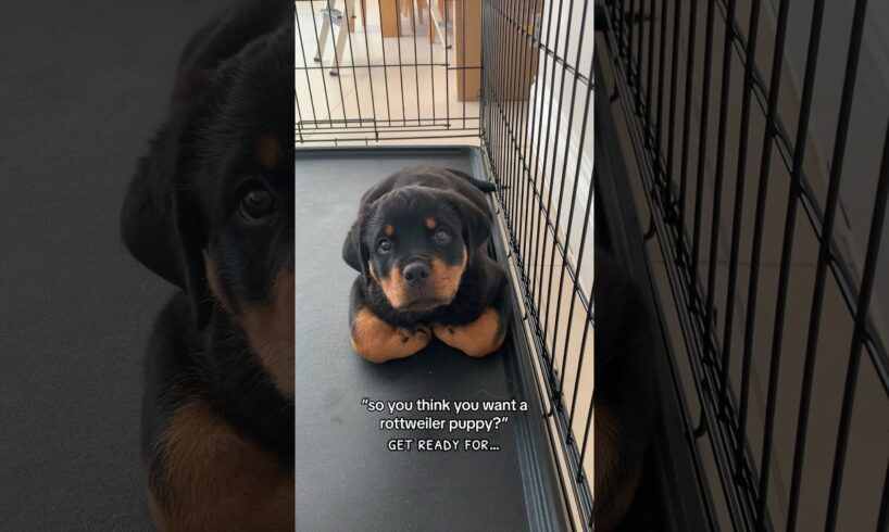 are you sure?? 😅 @nalatheneedyrottie #rottweiler