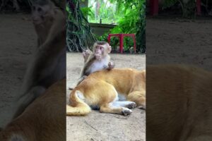 baby playing with friends : #shorts #animals #bae3 #usa #monkey #Youtubeshorts