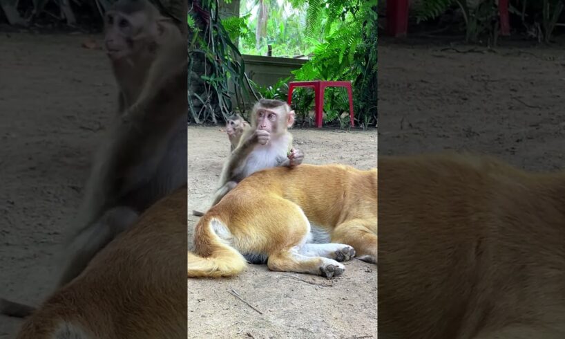 baby playing with friends : #shorts #animals #bae3 #usa #monkey #Youtubeshorts