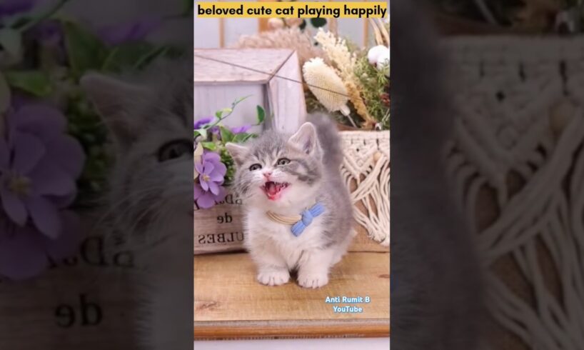 beloved cute cat playing happily #cat #cute #pets #cutecat #cats #animals #viralvideo #shorts