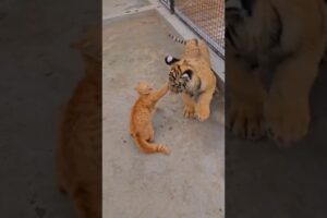 cat vs lion 😱#shorts#cats#lion