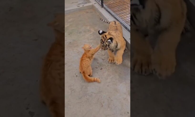 cat vs lion 😱#shorts#cats#lion