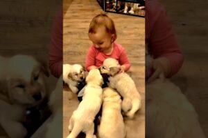 cute baby playing with cute puppies #dog #puppy #baby  #puppies #doglover #cutebaby #babydogs