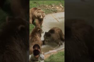 cute bear child who is playing and joking #shorts #shorts #animals