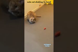 cute cat playing until his head shakes #cat #cats #catvideos #animals #viralvideo #shorts