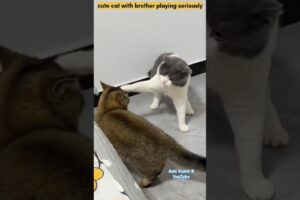 cute cat with brother playing seriously #cat #cats #animals #viralvideo #shorts #cute #cutecat