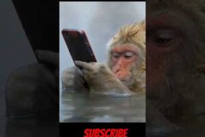 cute monkey is playing the phone | Funny Movement Shorts! #shorts #monkey