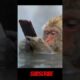 cute monkey is playing the phone | Funny Movement Shorts! #shorts #monkey