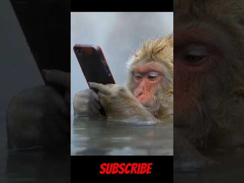 cute monkey is playing the phone | Funny Movement Shorts! #shorts #monkey