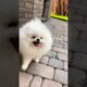 cute pomeranian | dog status video | tiktok | chintu tv | #shorts #statusvideo #latestviralvideo