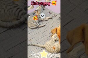 cute puppies 🥰and cat fight 💀with 🐈roof#doglover #jarmandog