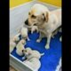 cute puppies and mama dog adorable moments #dog #puppy #puppies #dogs #cutedog #doglover #dogvideos