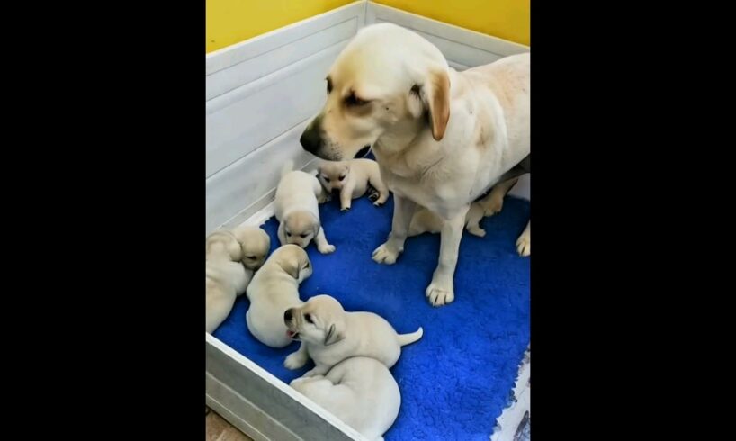 cute puppies and mama dog adorable moments #dog #puppy #puppies #dogs #cutedog #doglover #dogvideos