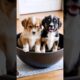 cute puppies barking inside a huge bowl #dog #puppy #barking #doglover #dogs #puppies #dogvideos