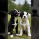 cute puppies barking outdoor #dog #puppy #doglover #dogs #dogshorts #puppies #dogvideos #cutedog