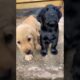 cute puppies barking sound #dog  #puppies #dogs #puppy #babydog #cutedog #dogvideos #doglover