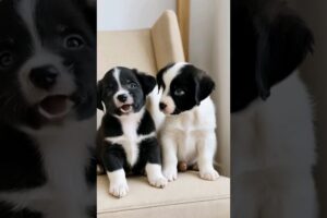 cute puppies barking video #dog #puppy #barking #dogvideos #dogs #puppies #doglover