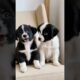 cute puppies barking video #dog #puppy #barking #dogvideos #dogs #puppies #doglover