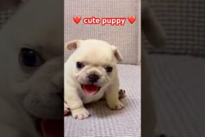 cute puppies 😍❤️ #cutepuppyvideos #puppyshort #shortvideo #shorts #short #shortvideo #love