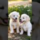 cute puppies #dog #puppy #barking #puppies #dogs #dogvideos #doglover #dogshorts #dogbarkingsounds