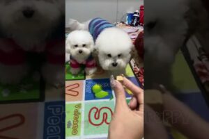 cute puppies funny moment cute overload ❤️#hellomochi #dog #bichon