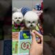 cute puppies funny moment cute overload ❤️#hellomochi #dog #bichon